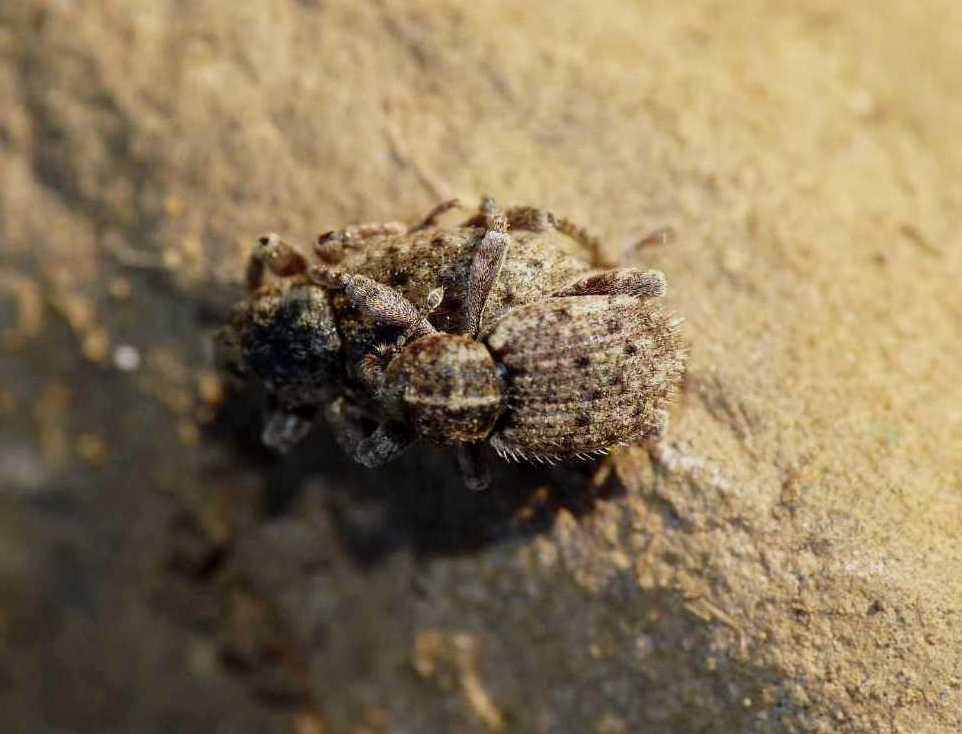 Curculionidae in accoppiamento